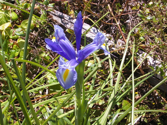 Lonesome Iris