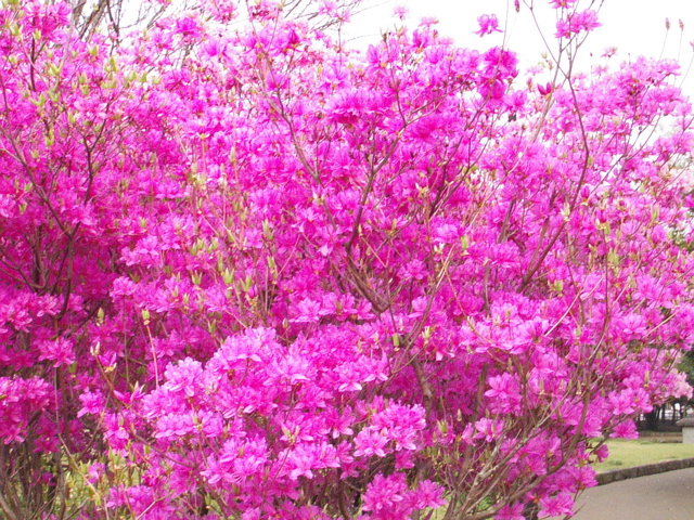 Spring Glory