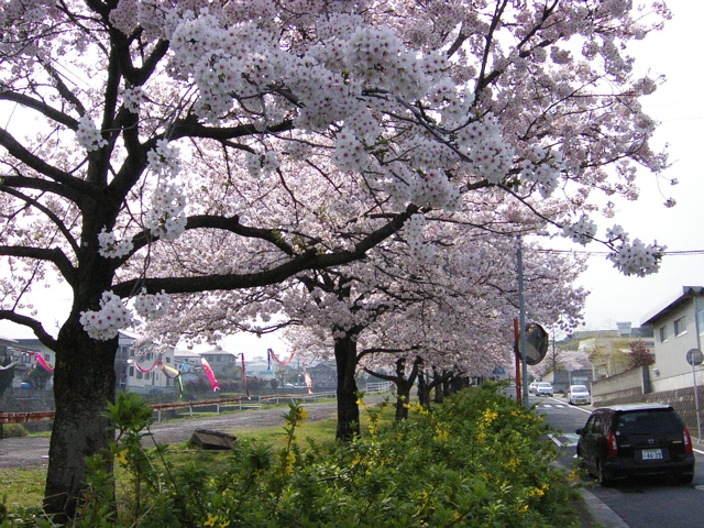 Blossom Time in Beppu